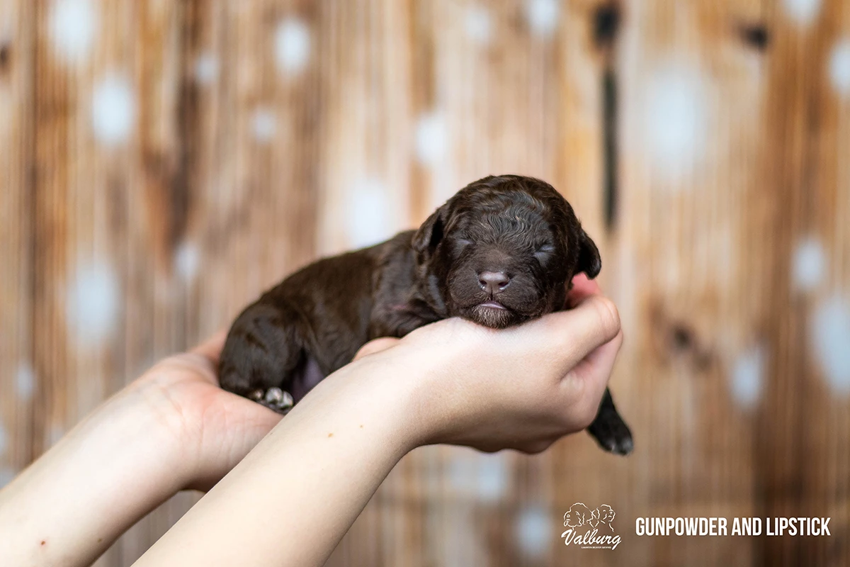 Valburg Lagotto Heaven Gunpowder And Lipstick