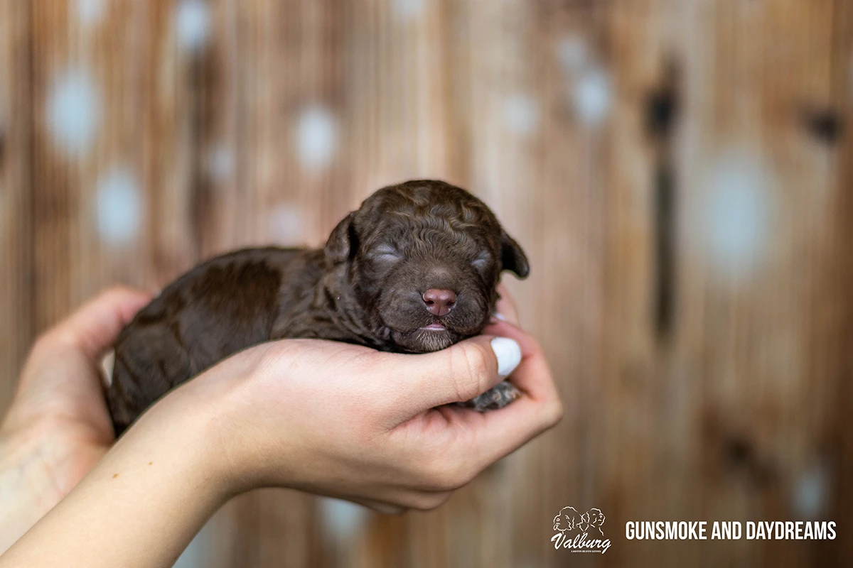 Valburg Lagotto Heaven Gunsmoke And Daydreams