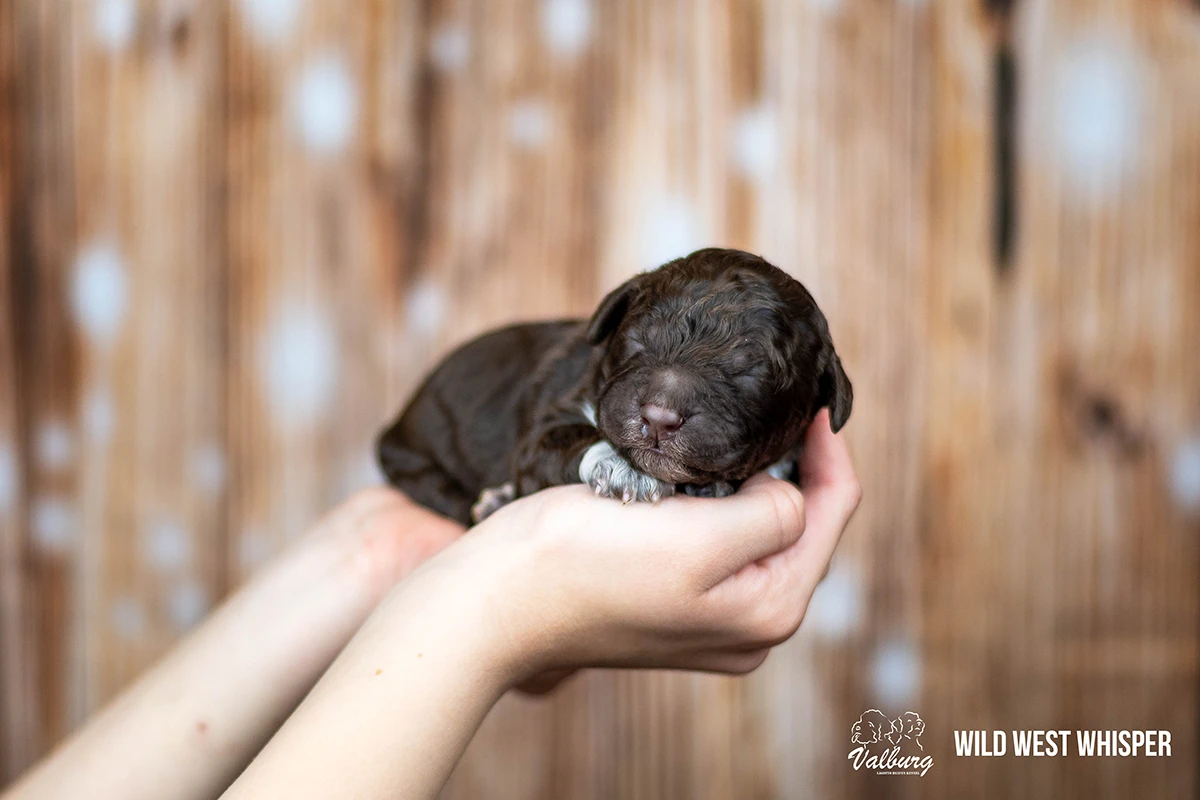 Valburg Lagotto Heaven Wild West Whisper