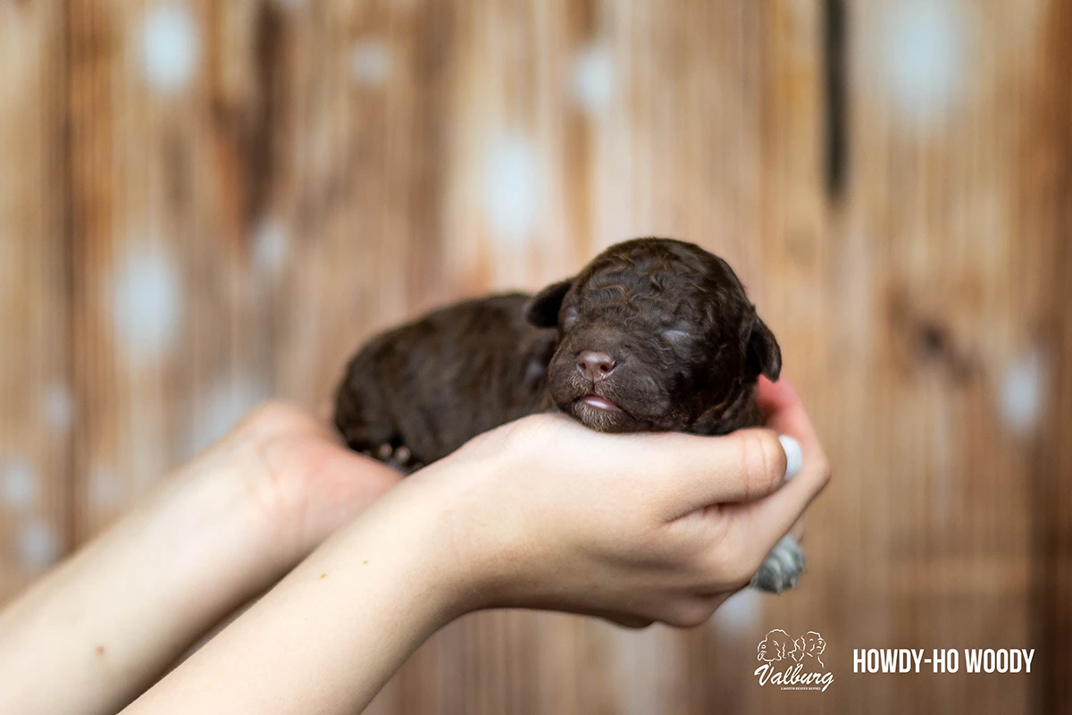 Valburg Lagotto Heaven Howdy-Ho Woody
