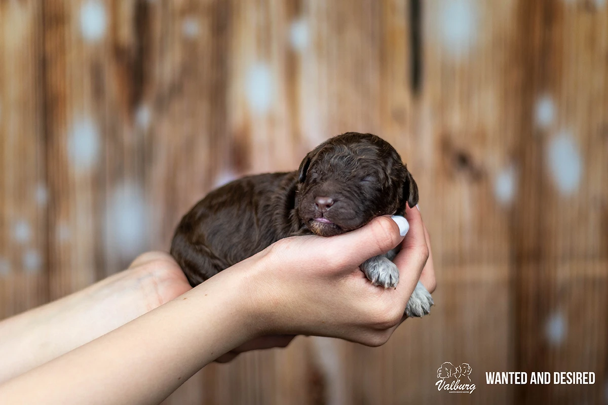 Valburg Lagotto Heaven Wanted And Desired
